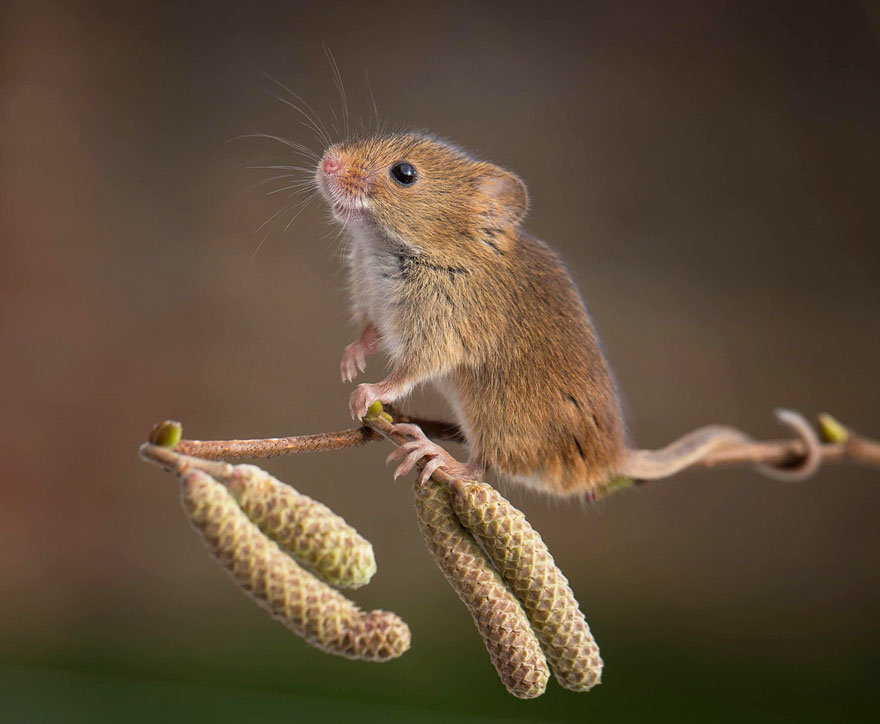 minuscule-souris-nature-19