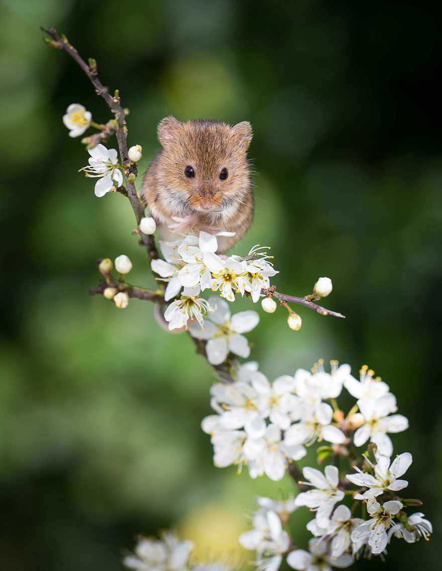 minuscule-souris-nature-20