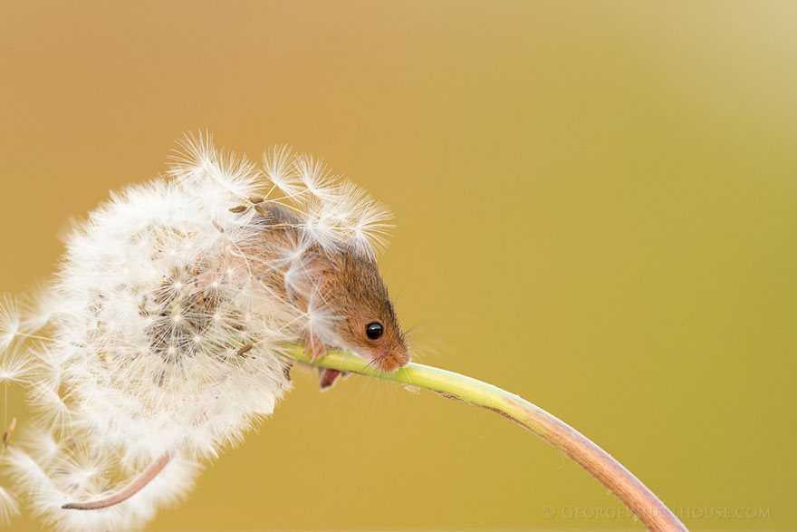 minuscule-souris-nature-22