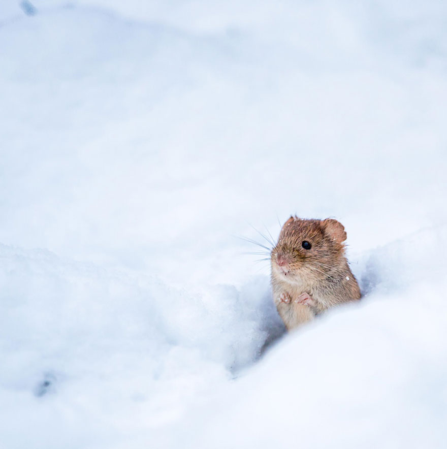 minuscule-souris-nature-25