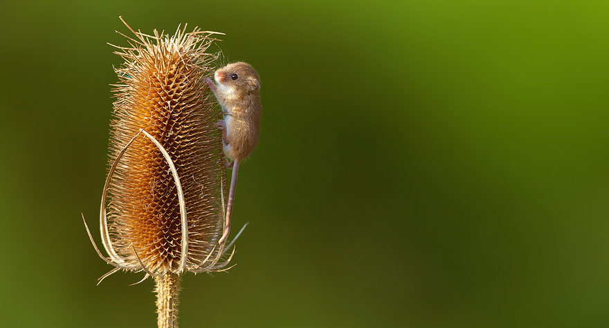 minuscule-souris-nature-26