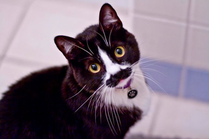 moustache-chat