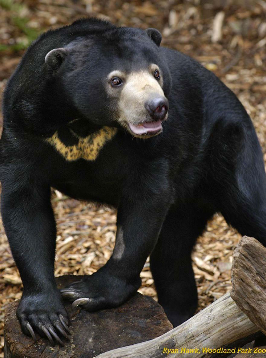 ours-batman