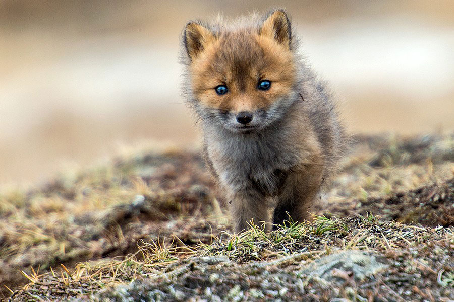petit-renard-arctique