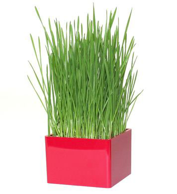 pot-herbe