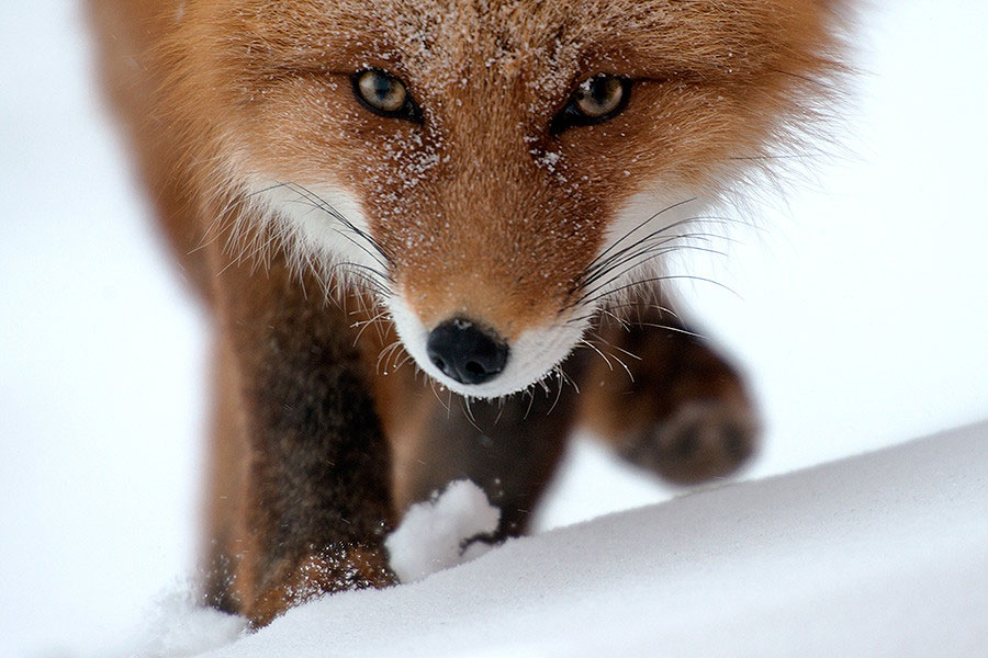 regard-chasseur