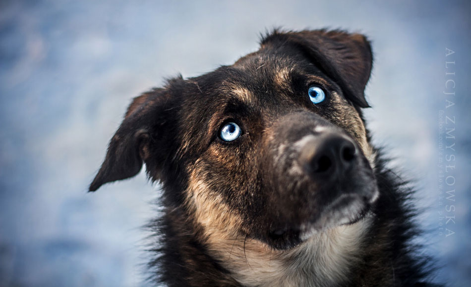 regard-chien