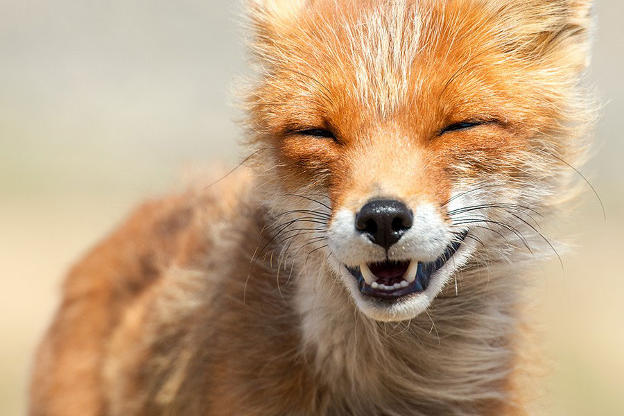 renard-arctique-sourit