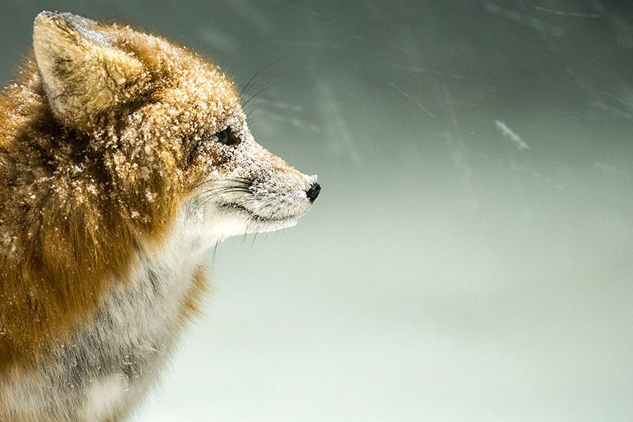renard-arctique