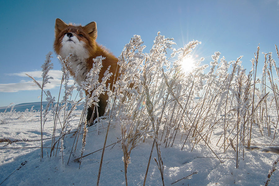renard-au-soleil