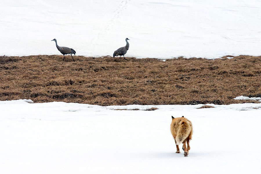 renard-chasse-neige