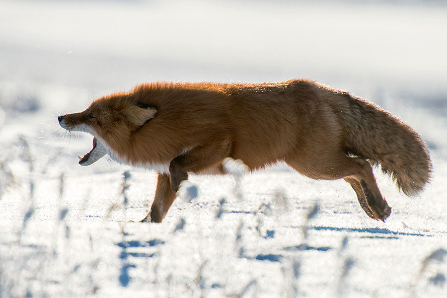 renard-court-crie