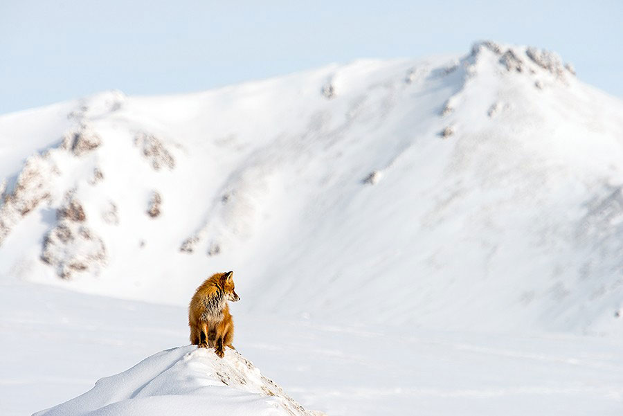 renard-dans-neige