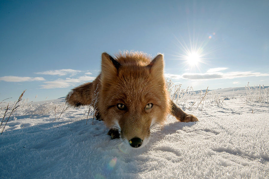 renard-pose-objectif