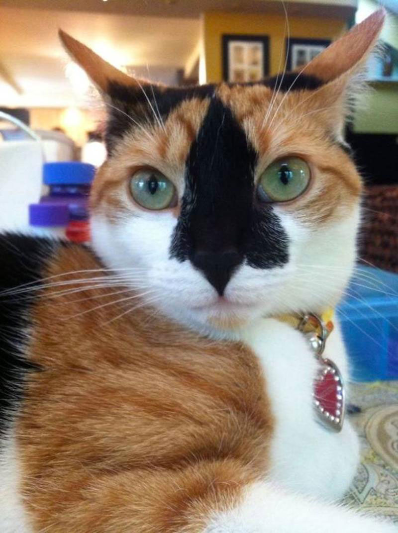 sapin-visage-chat