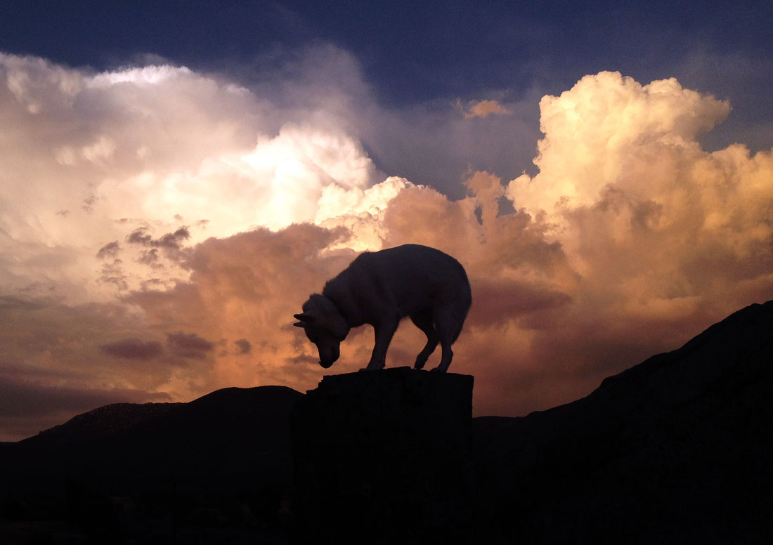 silhouette-wolf-nuage