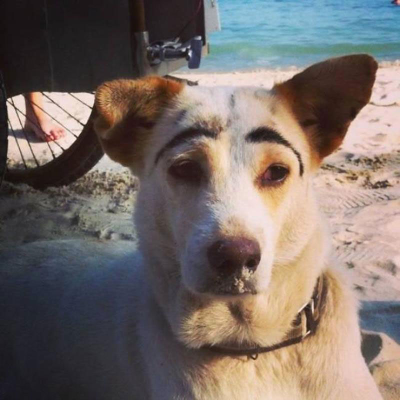 sourcil-chien
