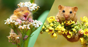 souris-sauvages-une