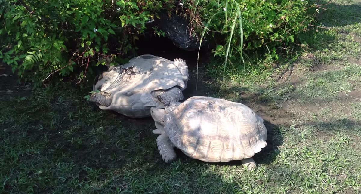 tortue-1