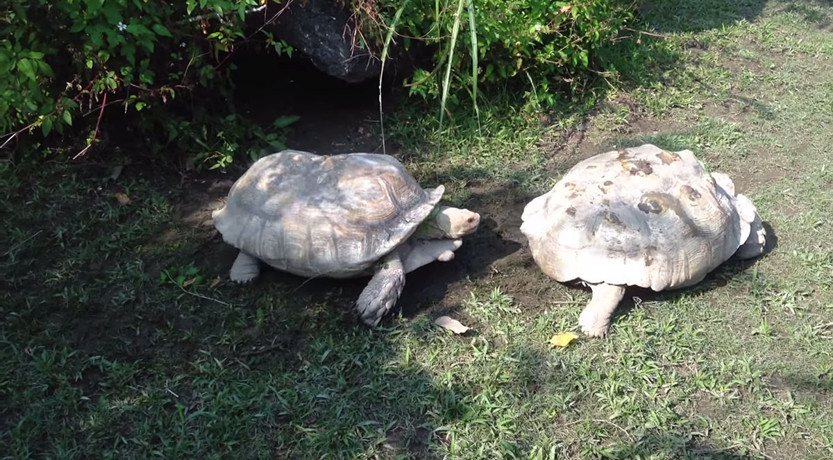 tortue-2