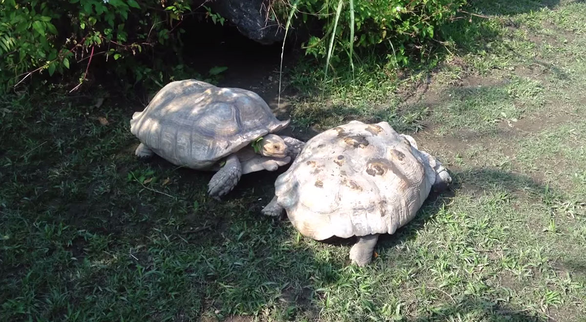 tortue-3