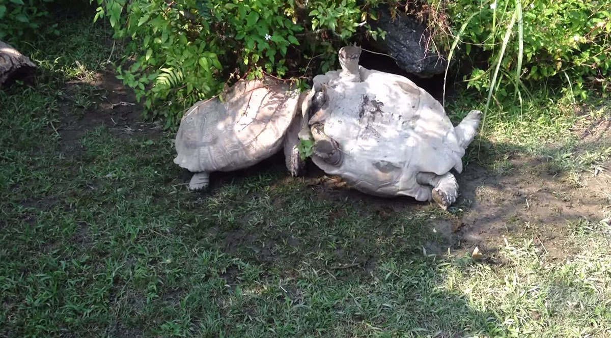 tortue-4