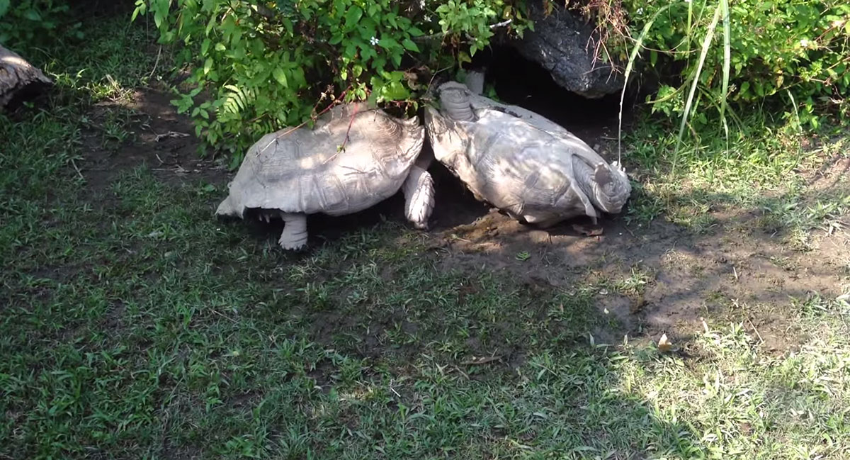 tortue-5