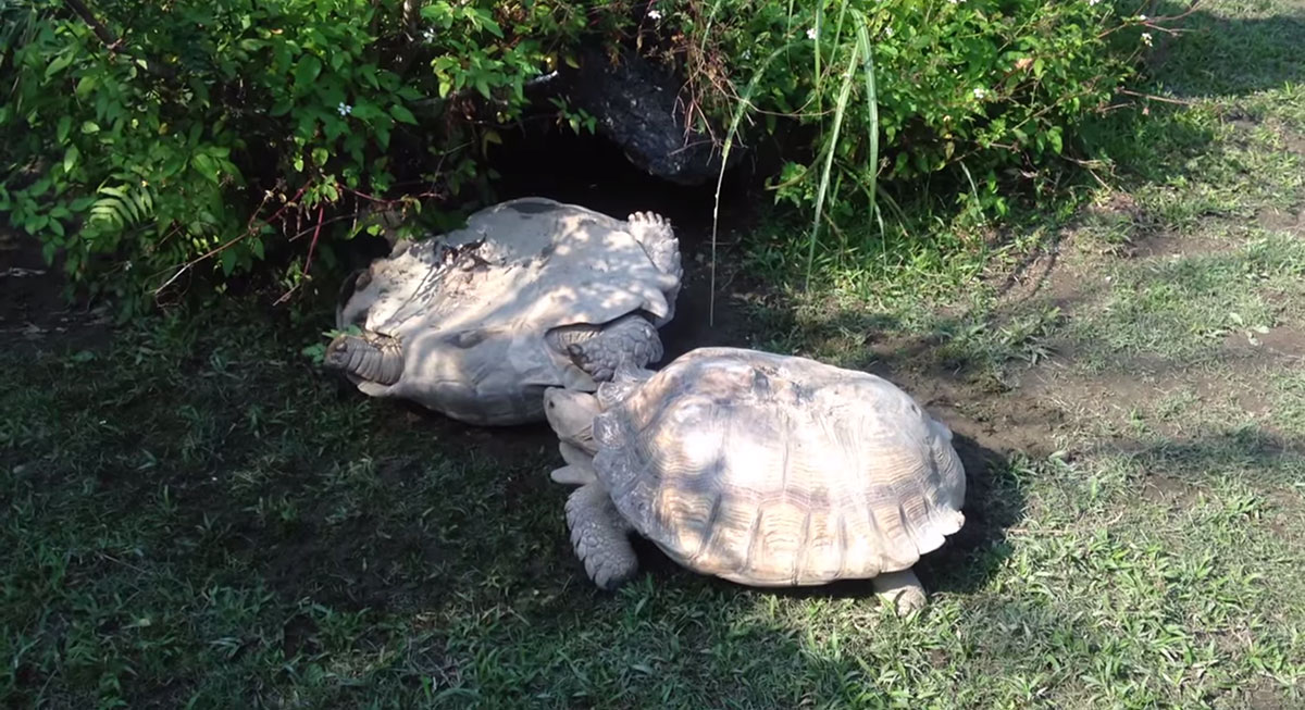 tortue-7