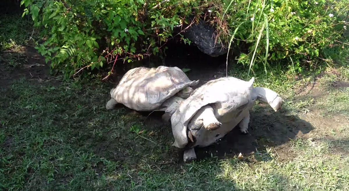 tortue-8