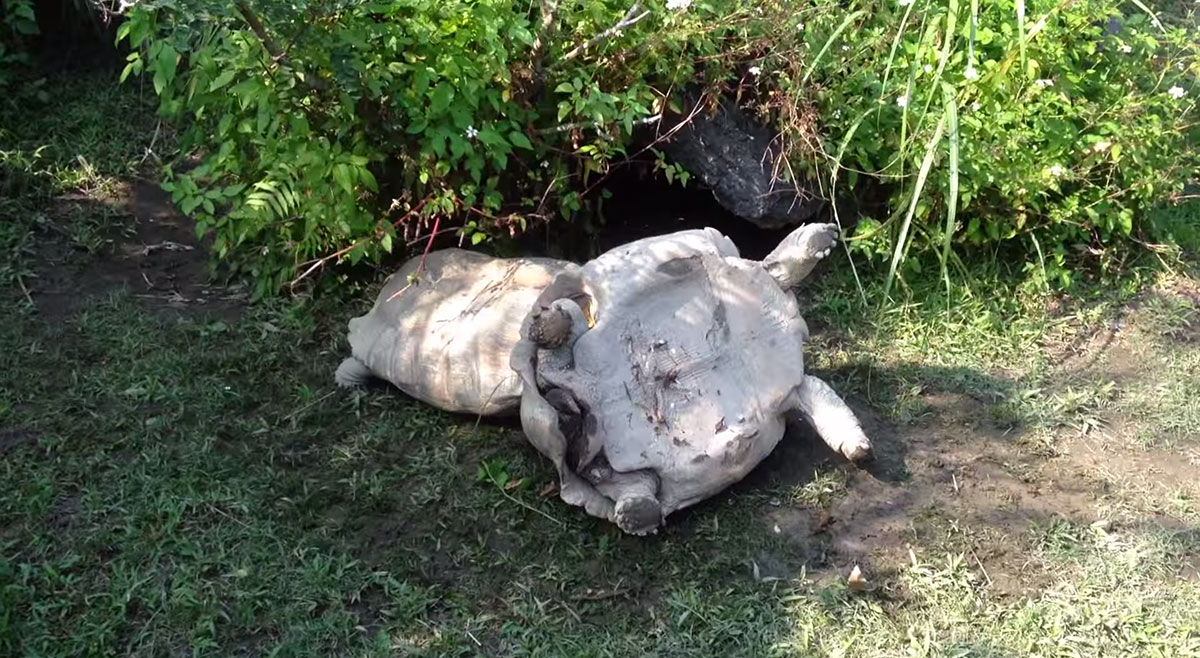 tortue-9