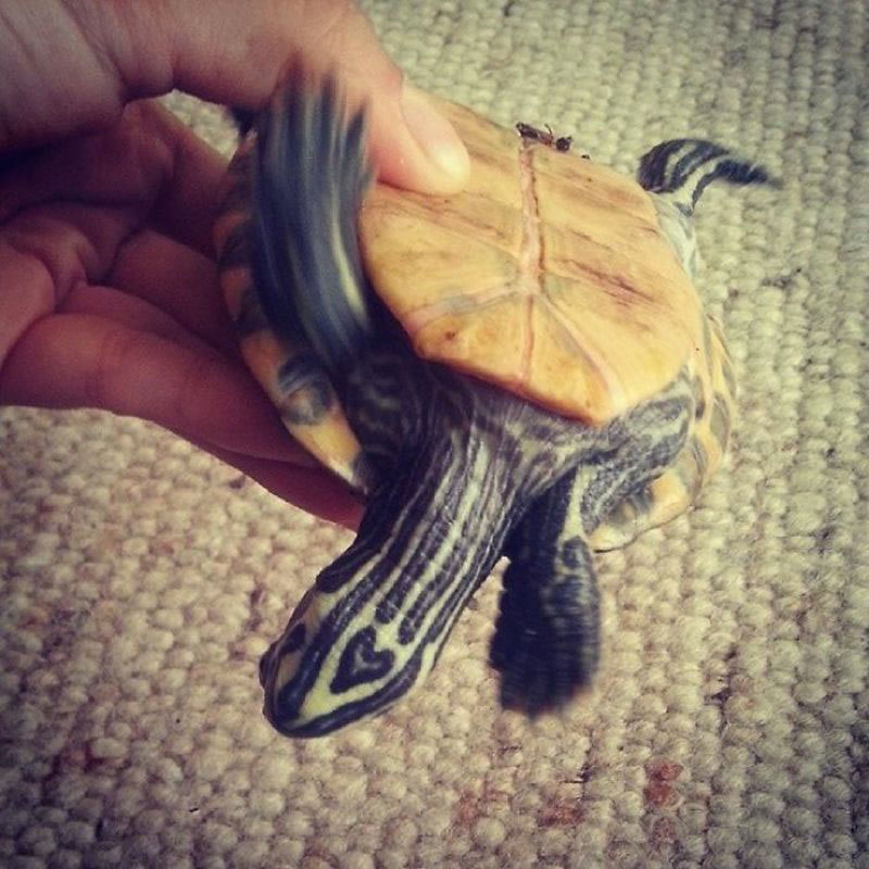 tortue-coeur