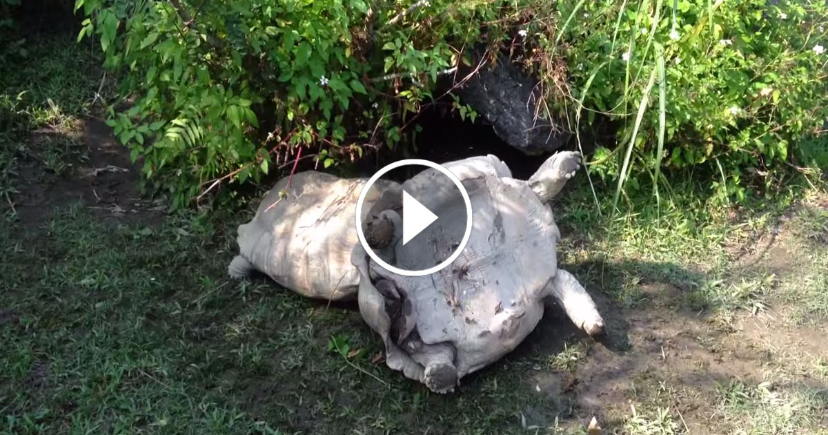 tortue-une1