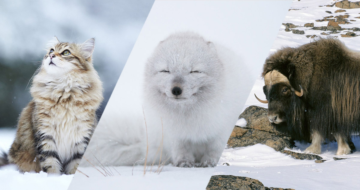 une animaux