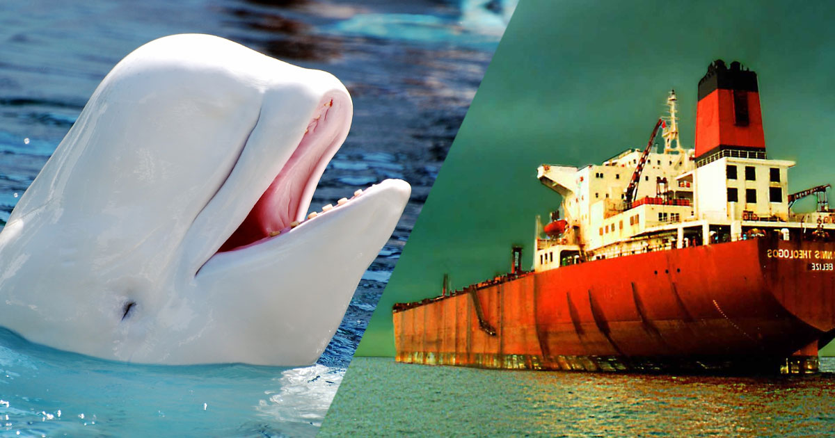 une belugas