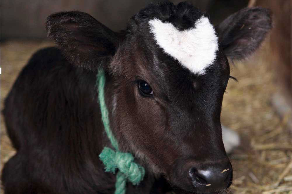 vache-coeur