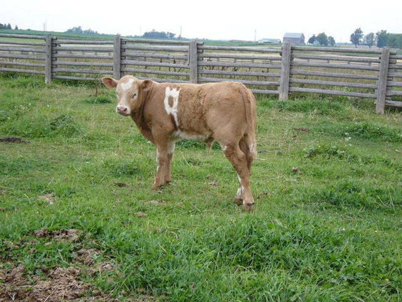 vache-neuf
