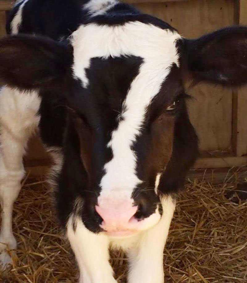 vache-sept