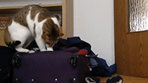 valise-chat