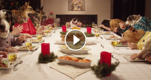 video-animaux-une1