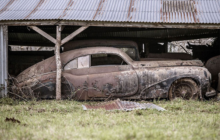 voiture-arbre