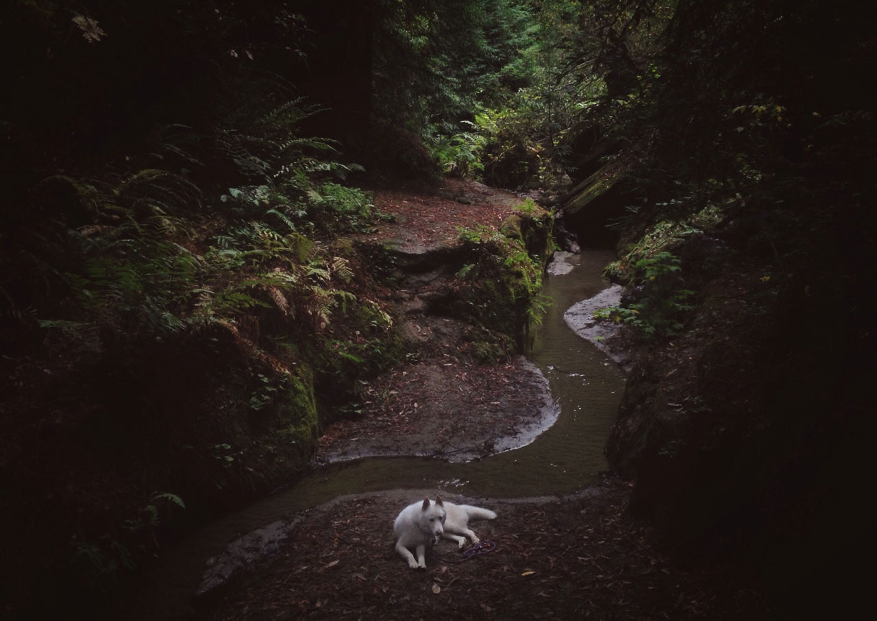 wolf-allonge-foret-soquel