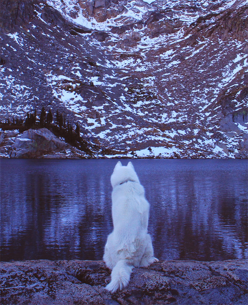 wolf-assis-bord-immigrant-lake