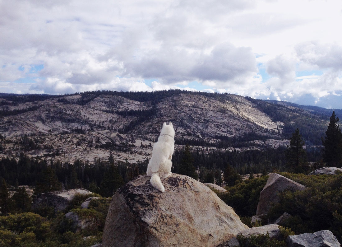 wolf-assis-rocher-eldorado-national-Forest