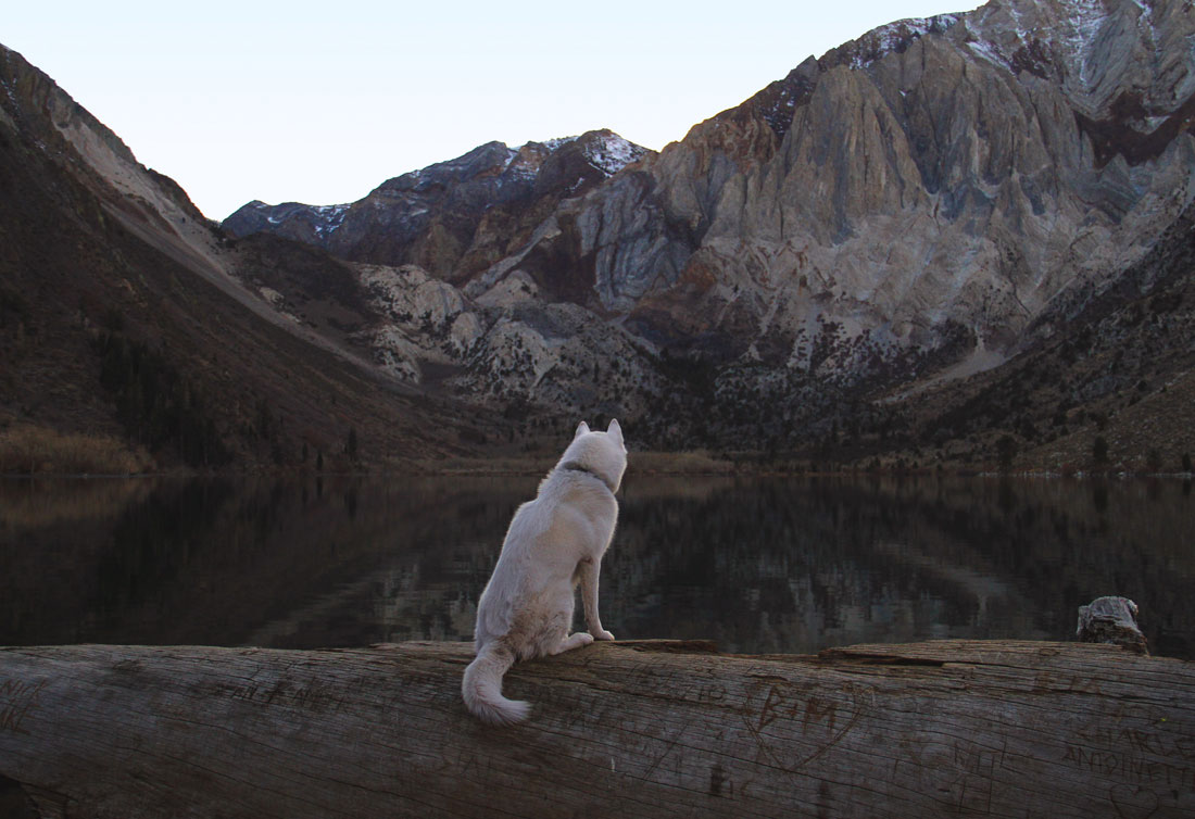 wolf-assis-tronc-arbre-mammoth-lakes