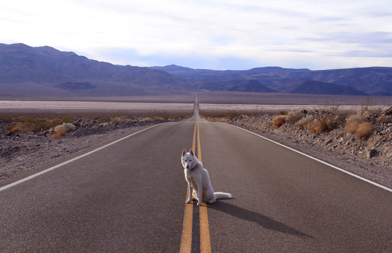 wolf-assit-milieu-route-death-valley