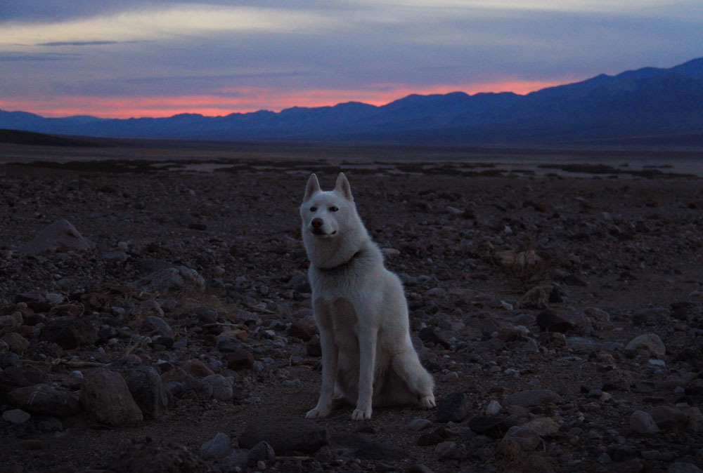 wolf-couche-soleil-desert