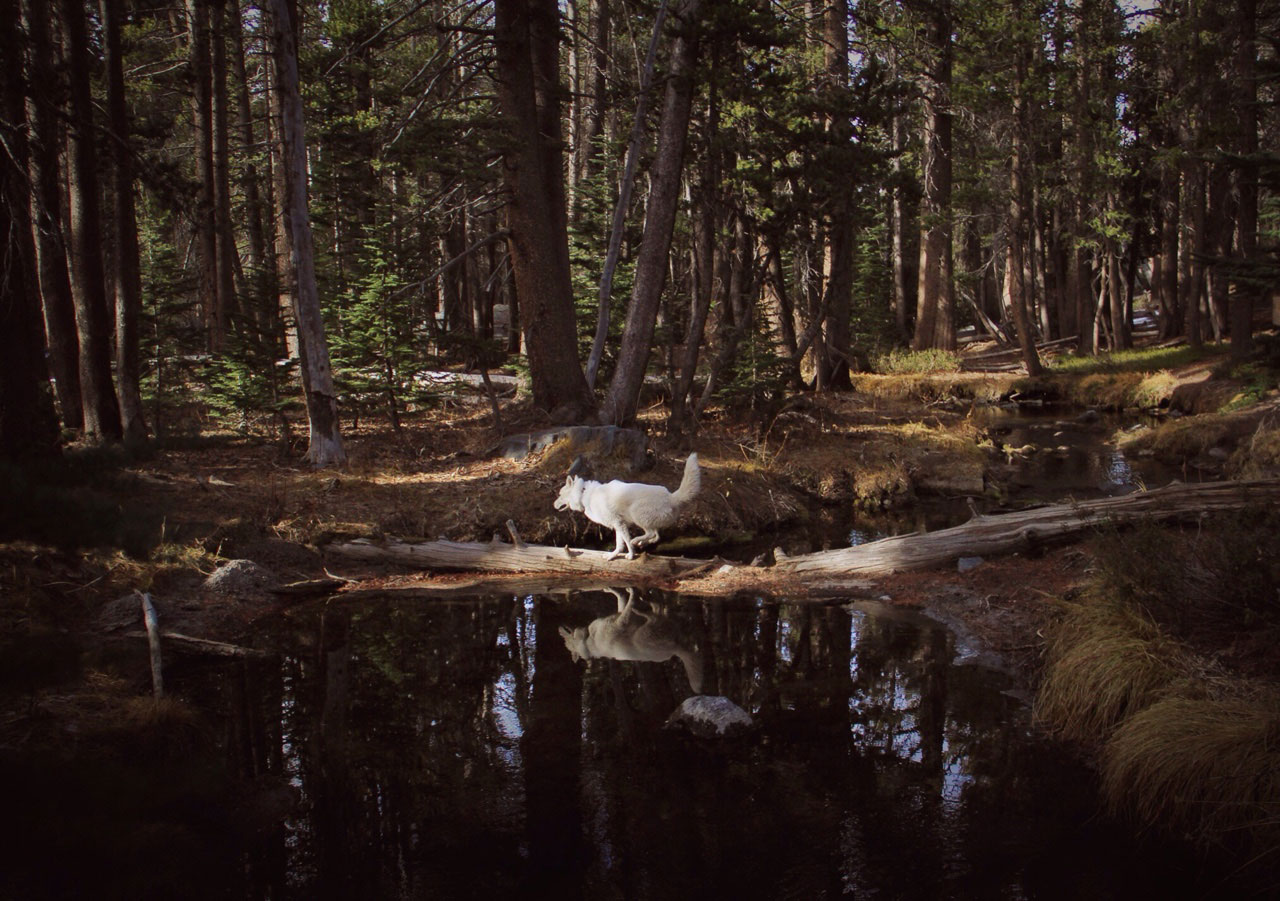 wolf-court-foret-mammoth-lakes