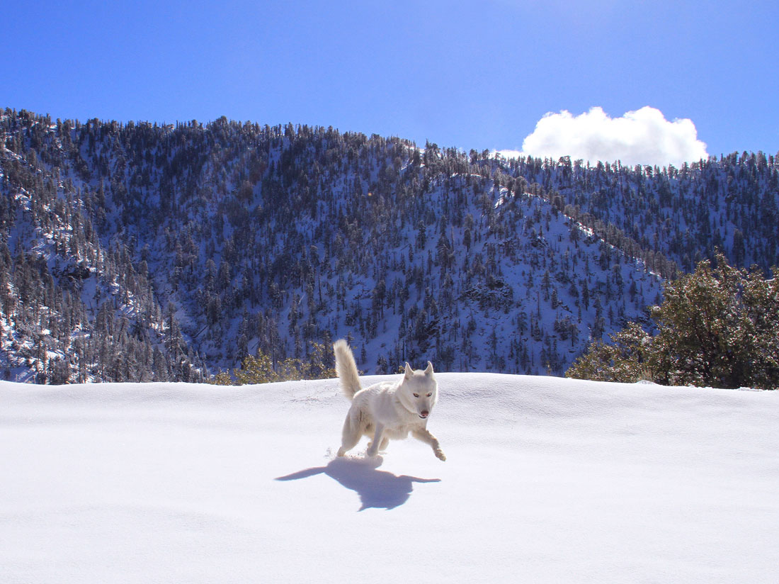 wolf-court-neige-angeles-national-park