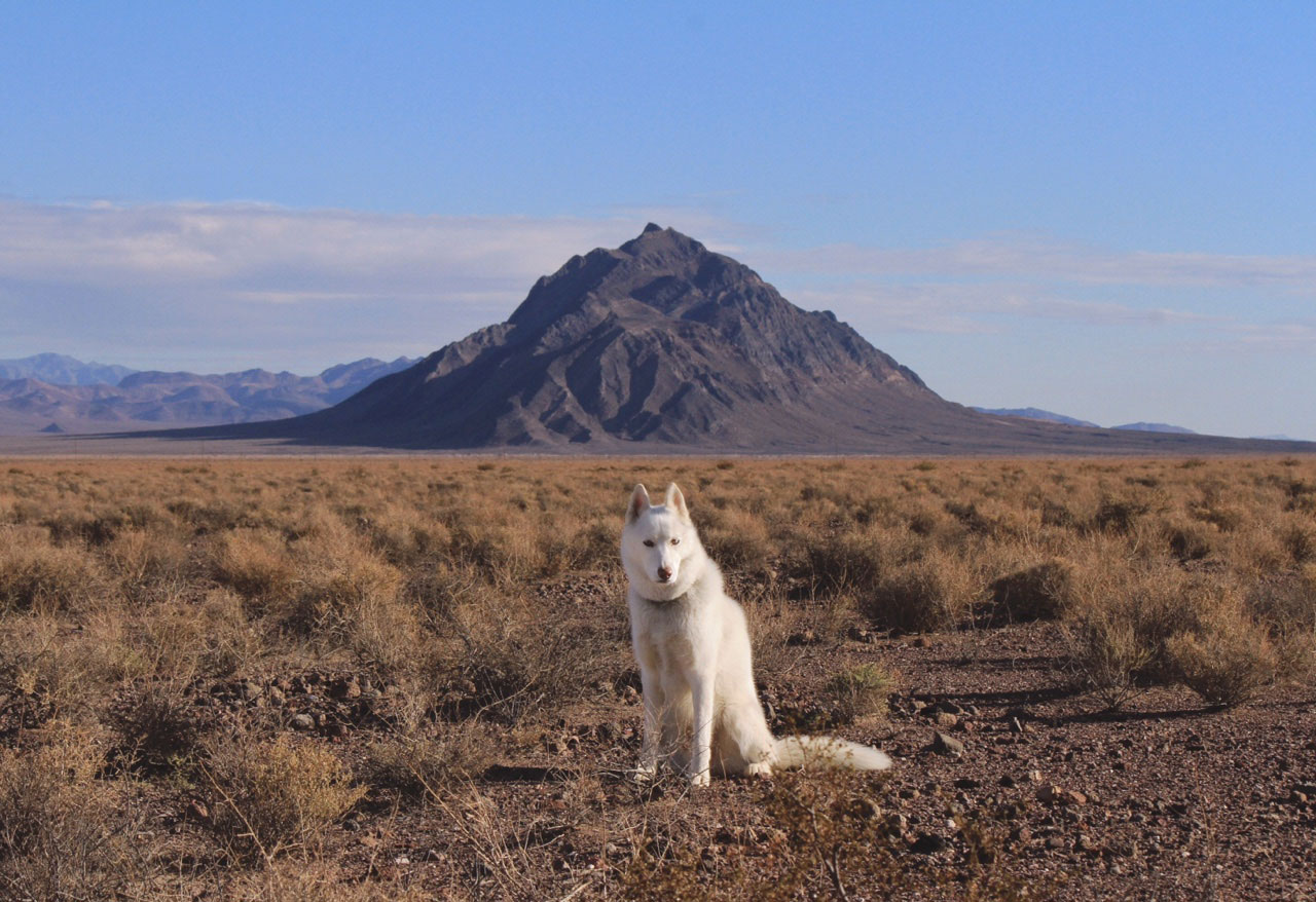 wolf-dans-armagosa-valley