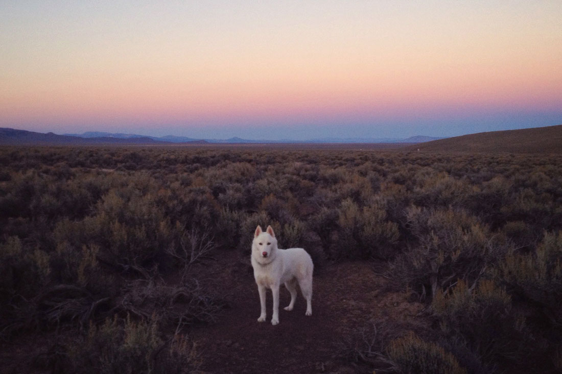 wolf-desert-nevada